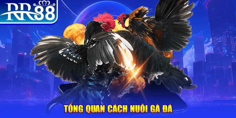 luck8 VA Điện Tử
